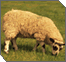 Significance of Pesach Sheini